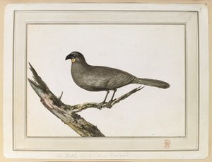 Rysunek ptaka Wattle; sporządzony podczas wizyty w Nowej Zelandii w dniach 12–25 lutego 1777 r. podczas trzeciej podróży kapitana Cooka. autorstwa John Webber