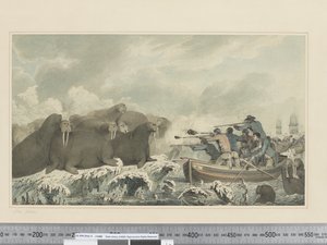 F.32 Konie morskie, ok.1773-84 (akwarela) autorstwa John Webber