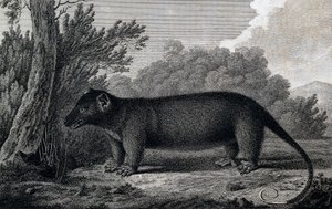 Opos, rycina według rysunku Johna Webbera (1750-1793) wykonana podczas trzeciej podróży Jamesa Cooka autorstwa John Webber