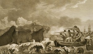 Konie morskie, figury J. Heatha, grawerowane przez E. Scotta tablica 52 z „Journal of a Voyage to the South Seas”, transkrypcja z dokumentów Sydney Parkinson, wyd. 1823 autorstwa John Webber