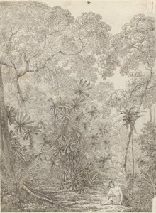 Wachlarzowa Palma Krakatau autorstwa John Webber