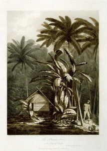 Babka na wyspie Krakatoa, z „Widoków na morzach południowych”, wyd. 1788 (akwaforta) autorstwa John Webber
