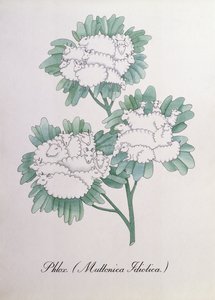 Floks. (Muttonica Idiotica), ilustracja z „Fałszywej księgi botaniki” Johna Weir autorstwa John Weir