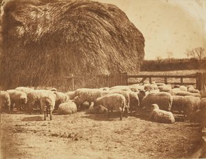 [Owce w zagrodzie] autorstwa John Whistler