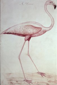Flaming (rysunek) autorstwa John White