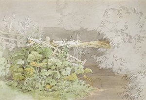 Zadokuj rośliny przy zacienionym strumieniu (pióro i atrament oraz toaleta na papierze) autorstwa John White Abbott