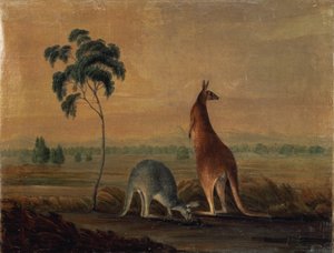 Kangury w krajobrazie, ok.1819 autorstwa John William Lewin
