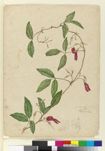 Kennedia rubicunda, c.1803-06 (toaleta, długopis, tusz i ołówek) autorstwa John William Lewin