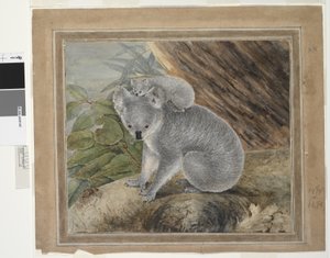 Koala i młody, 1803, J.W. Lewin, 1803 (toaleta i gwasz)