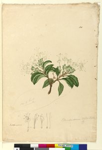 Strona 100. Clerodendrum tomentosum, c.1803-06 (toaleta, długopis, atrament i ołówek) autorstwa John William Lewin