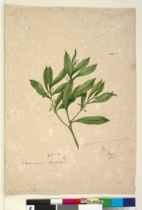 Strona 101. Myoporum acuminatum, c.1803-06 (toaleta, długopis, atrament i ołówek) autorstwa John William Lewin