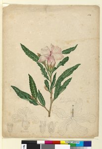 Strona 104. Hibiscus heterophyllus, c.1803-06 (toaleta, długopis, atrament i ołówek)