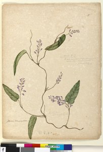 Strona 107. Glycine bimaculataGlycine tabacina?, c.1803-06 (toaleta, długopis, tusz i ołówek) autorstwa John William Lewin