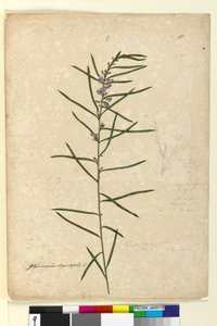 Strona 111. Hovea longifolia, c.1803-06 (toaleta, długopis, atrament i ołówek)