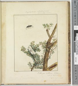 Strona 11. Płyta 3 Cryptophasa Septosfermi Pultenae Lewin, 1803-04 (odbitki akwaforty ręcznie kolorowane) autorstwa John William Lewin