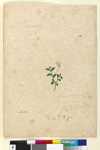 Strona 131. Lobelia purpurascens, c.1803-06 (toaleta, długopis, atrament i ołówek) autorstwa John William Lewin