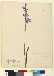 Strona 133. Thelymitra ixioides, c.1803-06 (toaleta, długopis, atrament i ołówek) autorstwa John William Lewin