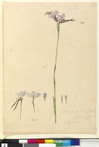 Strona 134. Diuris elongata, c.1803-06 (toaleta, długopis, atrament i ołówek)