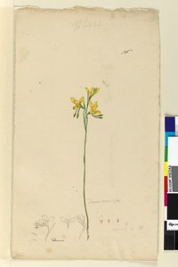 Strona 136. Diuris aurea, c.1803-06 (toaleta, długopis, atrament i ołówek) autorstwa John William Lewin