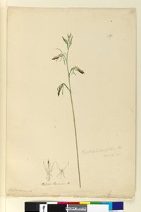 Strona 137. Cryptostylis longifolia, c.1803-06 (toaleta, długopis, atrament i ołówek) autorstwa John William Lewin
