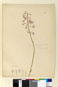 Strona 139. Dipodium punctatum, c.1803-06 (toaleta, długopis, atrament i ołówek) autorstwa John William Lewin