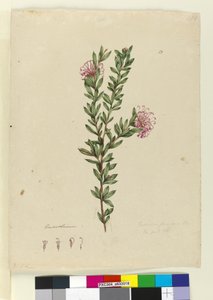 Strona 13. Grevillea punicea, ok. 1803-06 (toaleta, długopis, atrament i ołówek) autorstwa John William Lewin