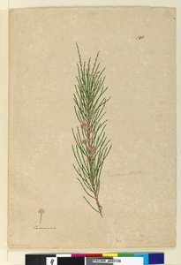Strona 141. Casuarina strictaAllocasuarina verticillata, c.1803-06 (toaleta, długopis, atrament i ołówek) autorstwa John William Lewin