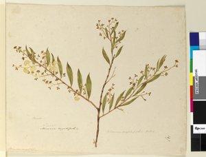Strona 147. Acacia myrtifolia, c.1803-06 (toaleta, długopis, tusz i ołówek) autorstwa John William Lewin
