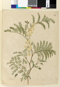 Strona 149. Acacia discolorAcacia terminalis, c.1803-06 (wc, długopis, tusz i ołówek) autorstwa John William Lewin