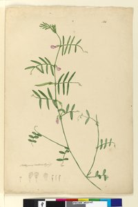 Strona 150. Lathyrus, ok. 1803-06 (toaleta, długopis, atrament i ołówek)