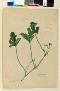 Strona 155. Arbuz, c.1803-06 (toaleta, długopis, atrament i ołówek) autorstwa John William Lewin