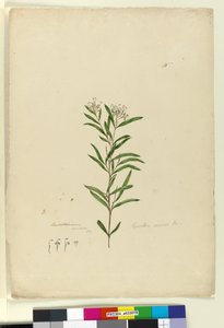 Strona 15. Grevillea sericea, c.1803-06 (toaleta, długopis, atrament i ołówek) autorstwa John William Lewin