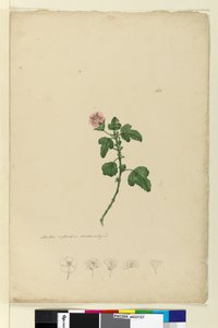 Strona 161. Malva capensis, c.1803-06 (toaleta, długopis, atrament i ołówek) autorstwa John William Lewin