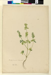 Strona 162. Stachys arvensis, c.1803-06 (toaleta, długopis, atrament i ołówek) autorstwa John William Lewin