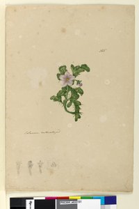 Strona 165. Solanum naturalizowany, ok. 1803-06 (toaleta, długopis, atrament i ołówek) autorstwa John William Lewin