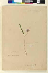 Strona 166. Kennedia monophyllaHardenbergia violacea, c.1803-06 (wc, długopis, tusz i ołówek) autorstwa John William Lewin