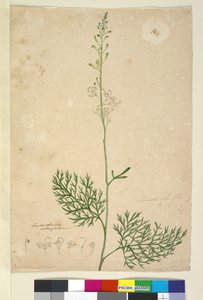 Strona 16. Lomatia silaifolia, c.1803-06 (toaleta, długopis, atrament i ołówek) autorstwa John William Lewin