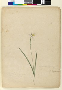 Strona 170. Diplarrhena moraea, c.1803-06 (toaleta, długopis, atrament i ołówek) autorstwa John William Lewin