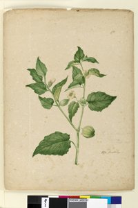 Strona 172. Physalis edulis, c.1803-06 (toaleta, długopis, atrament i ołówek) autorstwa John William Lewin