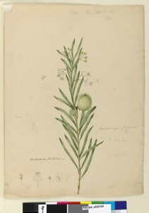 Strona 173. Asclepias fruticosa, c.1803-06 (toaleta, długopis, atrament i ołówek) autorstwa John William Lewin