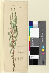 Strona 175. Casuarina stricta Allocasuarina verticillata, c.1803-06 (toaleta, długopis, atrament i ołówek) autorstwa John William Lewin