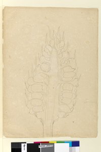 Strona 178a. Zamia, c.1803-06 (toaleta, długopis, tusz i ołówek) autorstwa John William Lewin