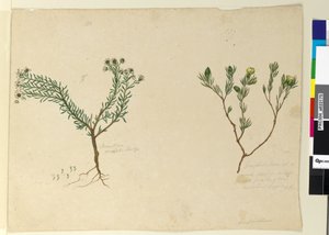 Strona 179. Gomfolobium; 180. Poranthera ericafolia, c.1803-06 (toaleta, długopis, tusz i ołówek) autorstwa John William Lewin