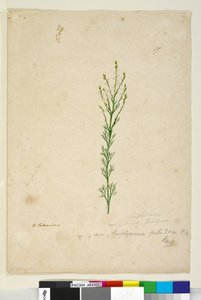 Strona 17. Symphionema paludosum, c.1803-06 (toaleta, długopis, atrament i ołówek) autorstwa John William Lewin