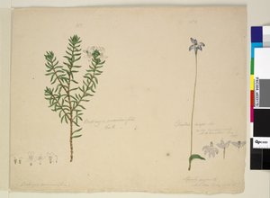 Strona 183. Westringia rosmarinifolia Westringia fruiticosa; 184. Glossodia major, ok. 1803-06 (toaleta, długopis, atrament i ołówek)