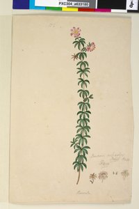 Strona 186. Bauera rubioides, c.1803-06 (toaleta, długopis, tusz i ołówek) autorstwa John William Lewin