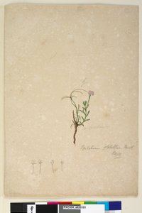 Strona 187. Epilobium glabellum, c.1803-06 (toaleta, długopis, tusz i ołówek) autorstwa John William Lewin