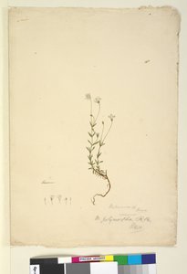 Strona 18. Mitrasacme polymorpha, c.1803-06 (toaleta, długopis, atrament i ołówek) autorstwa John William Lewin