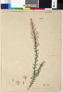 Strona 190. Sprengelia incarnata, c.1803-06 (toaleta, długopis, atrament i ołówek) autorstwa John William Lewin
