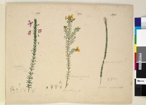 Strona 191. Tetratheca ericifolia; 192. Dillwynia glaberrima; 193. Epacris microphylla, c.1803-06 (toaleta, długopis, tusz i ołówek)